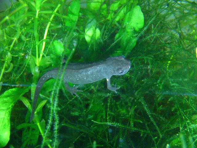 Hypselotriton orientalis, CB male.