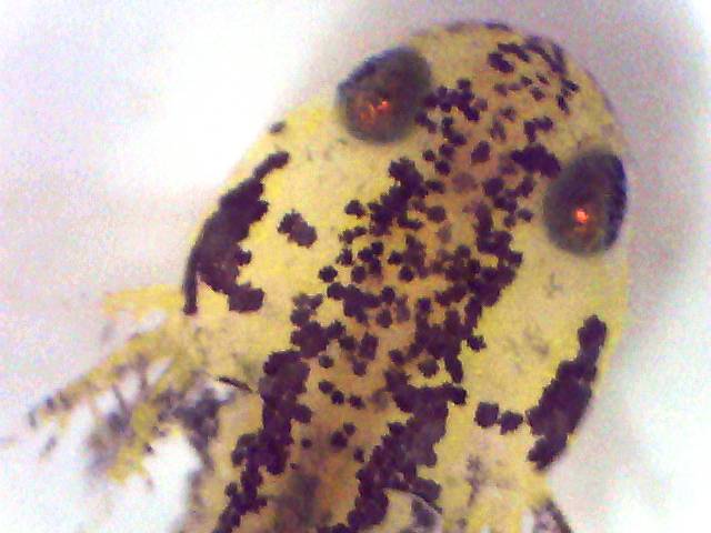 I.a.apuanus larva ca. 1 week old