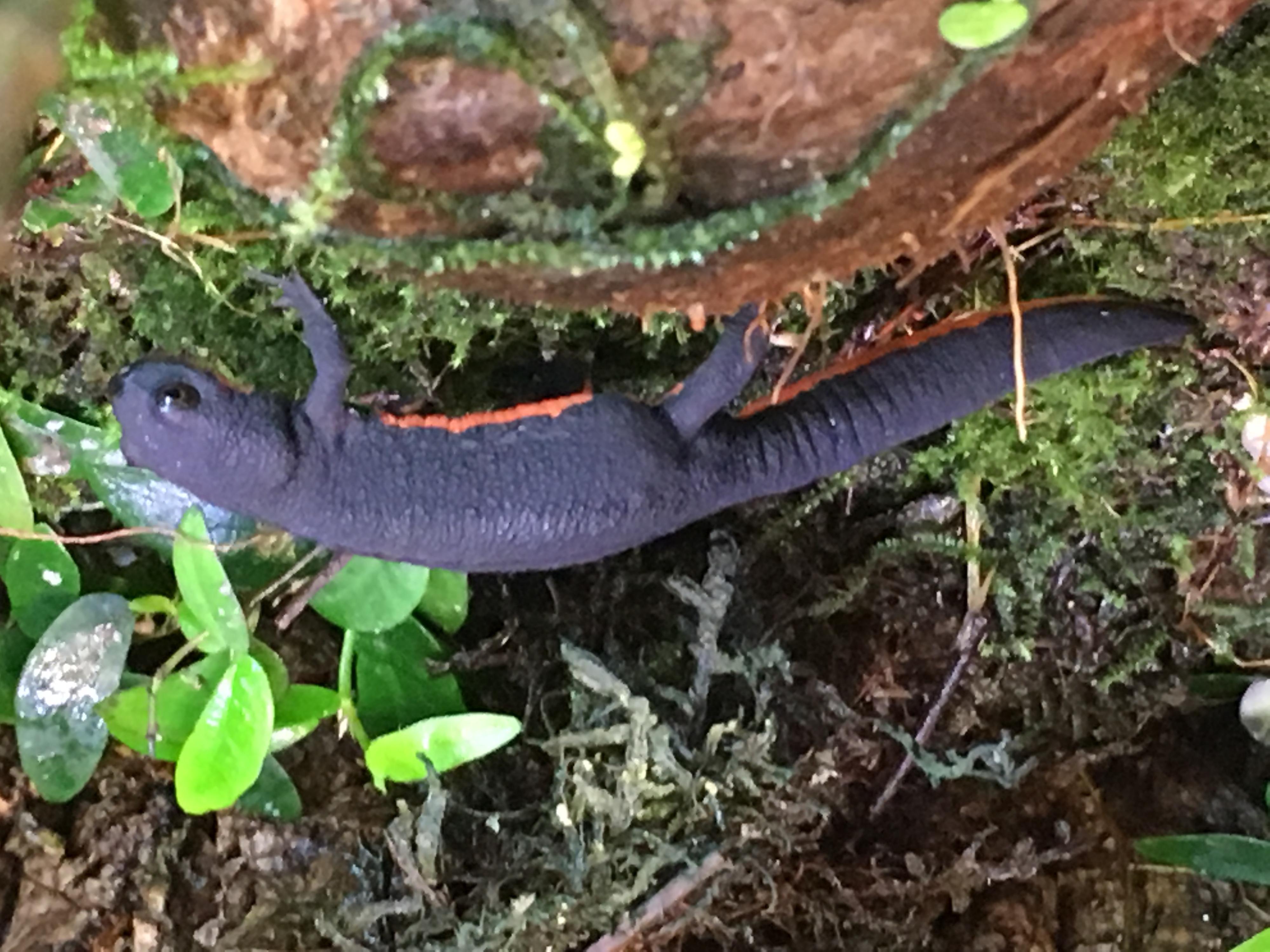 I also have a female fire belly newt (Cynops orientallis) and I would like to reproduce her. I am looking for a male and would like to either buy it o