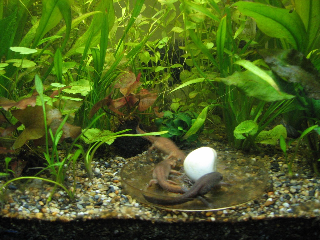 I feed blackworms in a sunken petri dish in a clearing among the vegetation. This way, the blackworms won't escape into the gravel