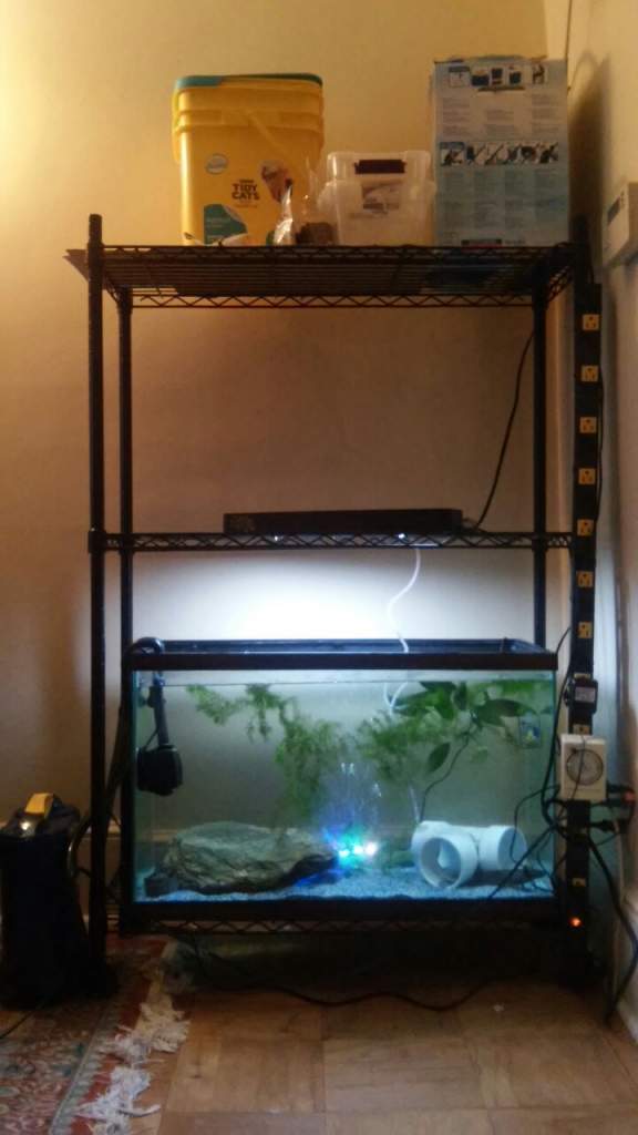 I got rid of Turanga's quarantine 10 gal, added a LED bubble bar, and cleaned up the top shelf...