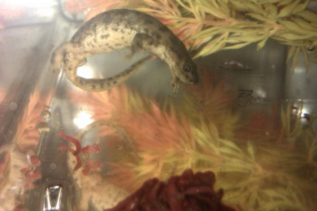 I have no name for my spanish ribbed newt yet.