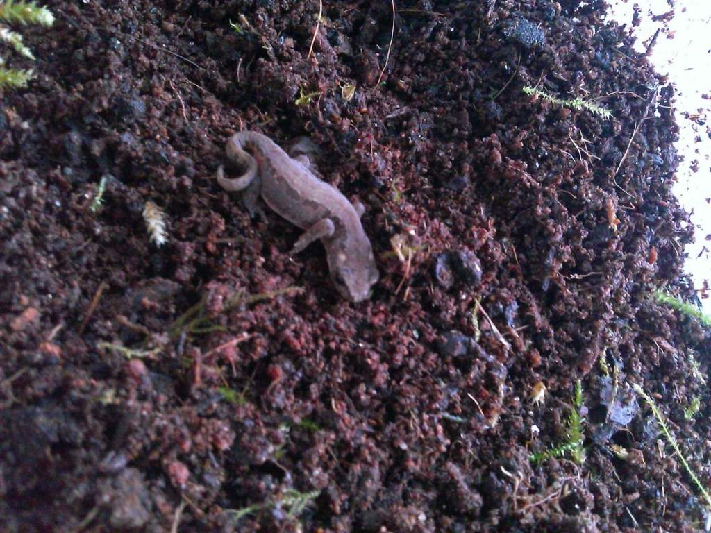 I have to say these are one of the most grumpiest newts I have ever come across; an eft of Ommatotriton Orphryticus