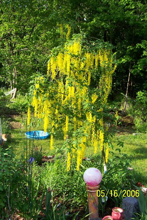 I just had to have a golden chain tree in my garden.