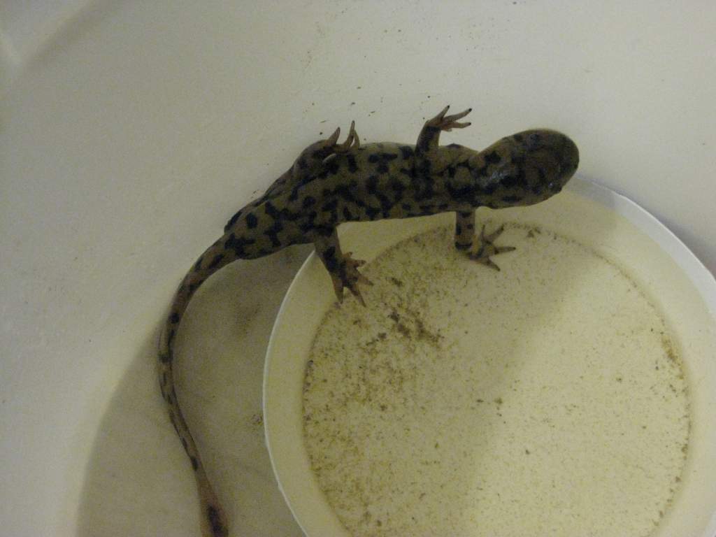 I know he's in an ice cream pail, this was taken just after i found him in my basement I have a proper terrarium for him now.