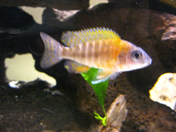 I shouldn't play favourites, but this is my least favourite cichlid. It's an "assorted peacock" which Chris insisted on buying even after I told him t