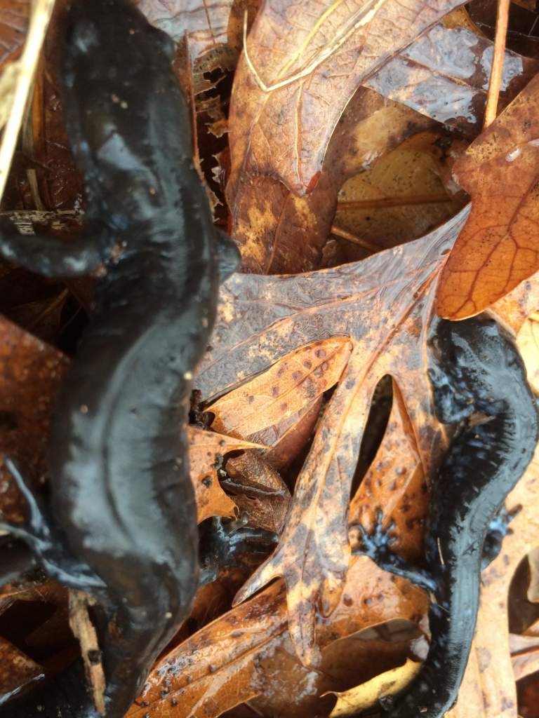 I think blue spotted salamanders , one was very dark