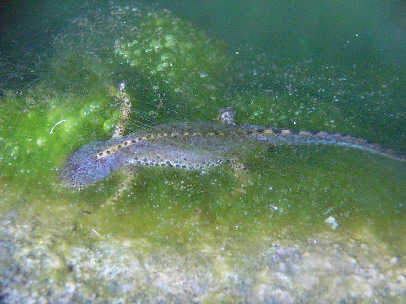 Ichthyosaura alpestris cyreni, adult male.