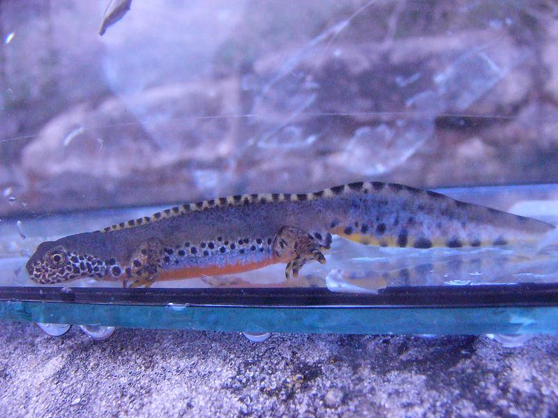 Ichthyosaura alpestris cyreni, adult male.