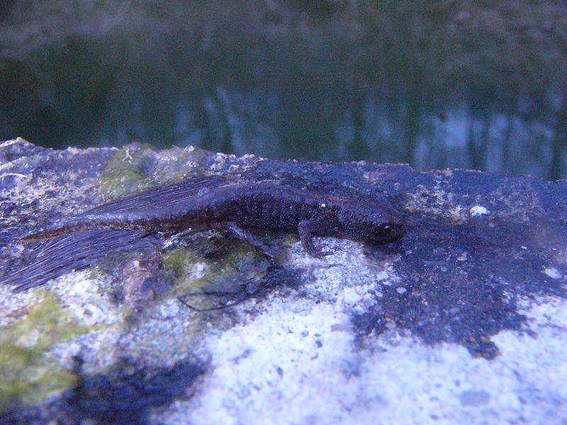 Ichthyosaura alpestris cyreni, juvenile.