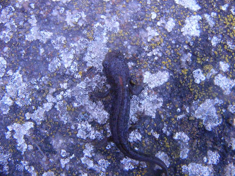 Ichthyosaura alpestris cyreni, juvenile.