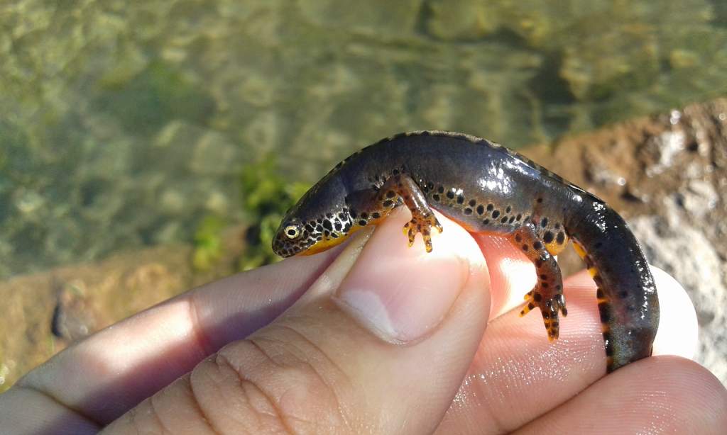 Ichthyosaura alpestris