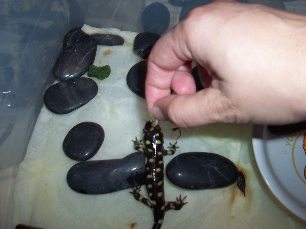 ID us please?  we have a vote for Barred tiger salamander (Ambystoma mavortium mavortium)