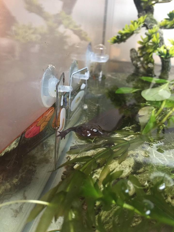 If you try to move the little tank reading tags she will try and bite you they're her favourite thing in the whole tank for some reason?!