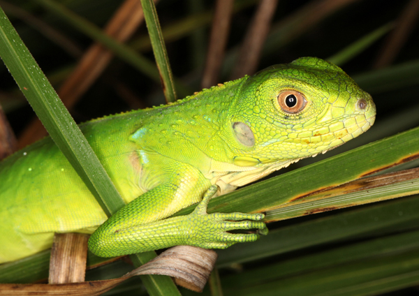 Iguana iguana - Green Iguana (juvenile)