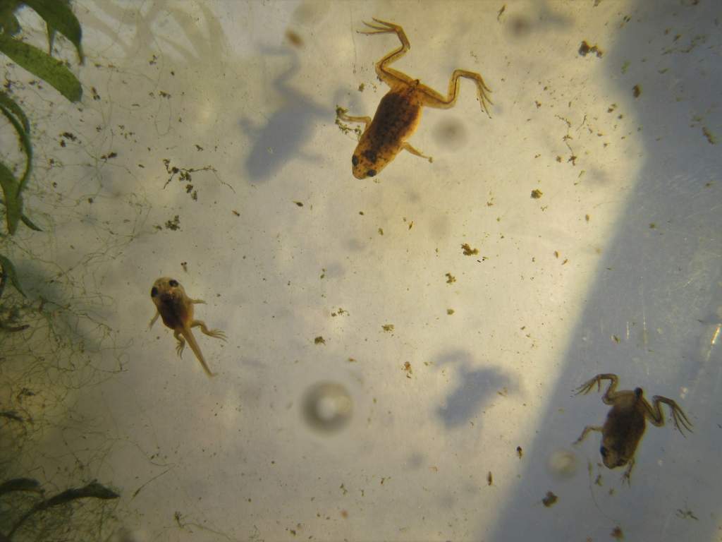 IMG 2476 adf froglets at 45 days