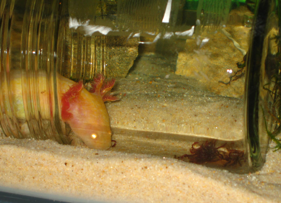 IMG 6797v2  Honk sniffing out the bloodworms