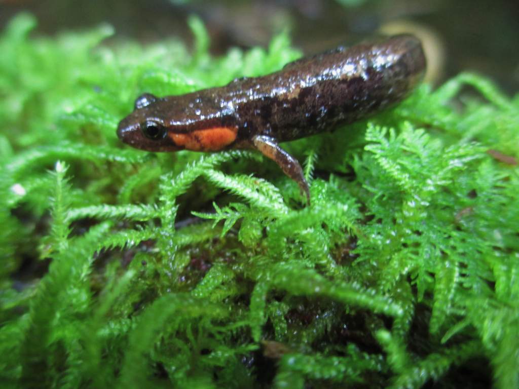 imitator salamander (Desmognathus imitator)