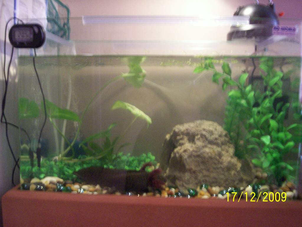 Imoogi's tank set up
he just reached 19.5cm this day(17th Dec 09)