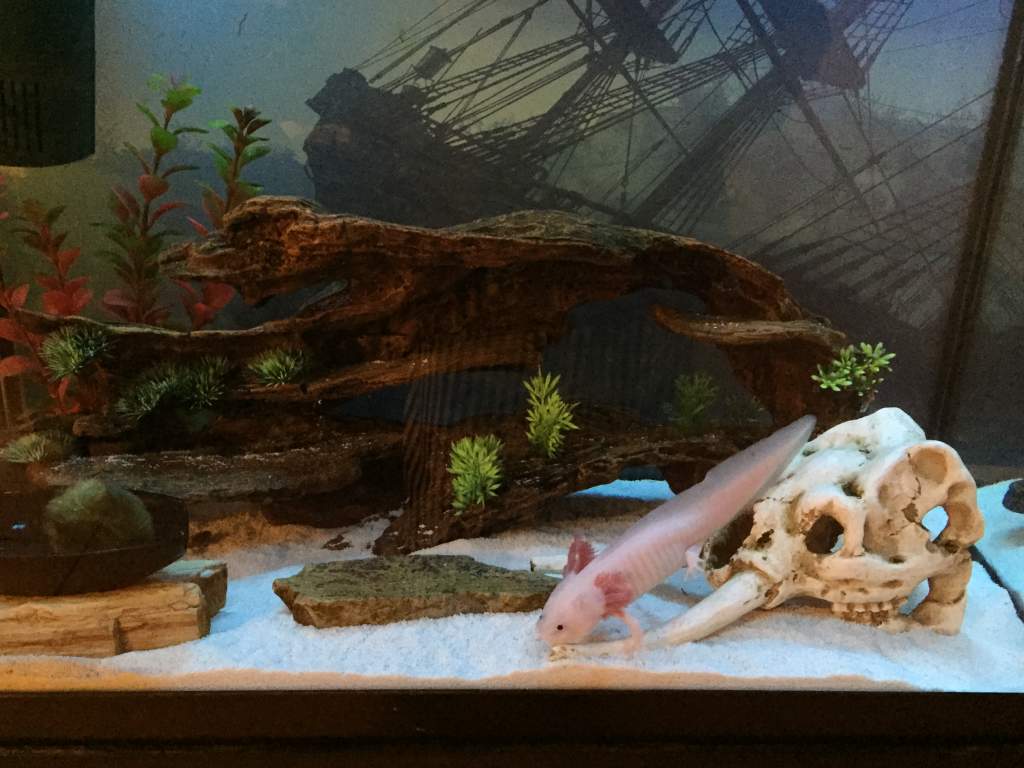 in her tank setup