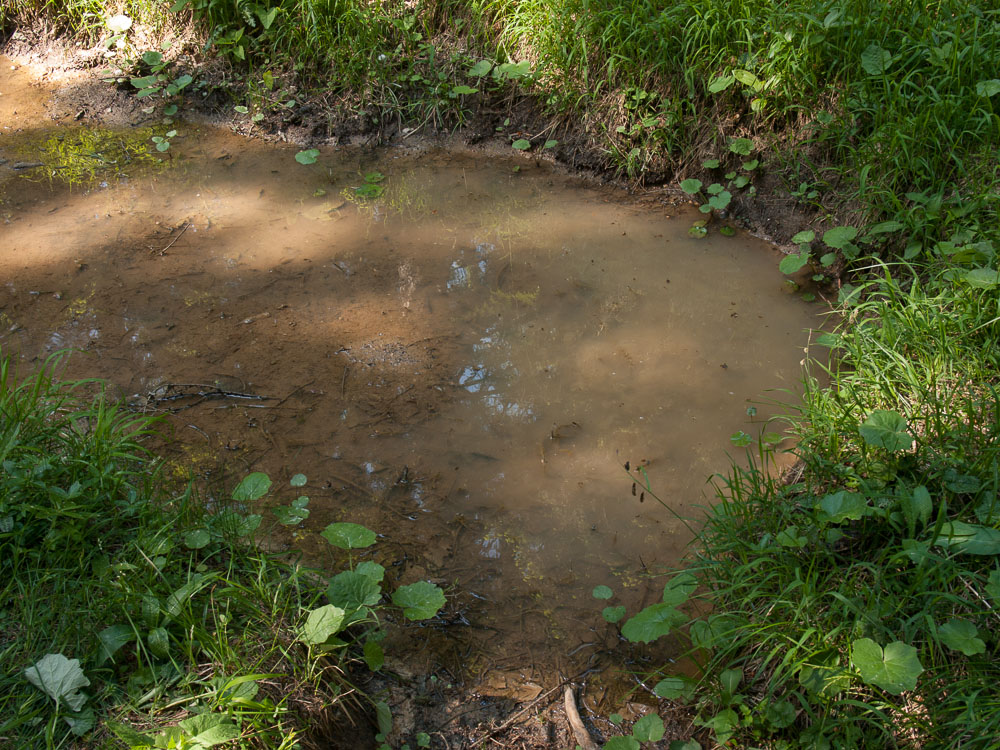 In late spring, this little pond is the home of hundreds of Ichthyosaura alpestris.