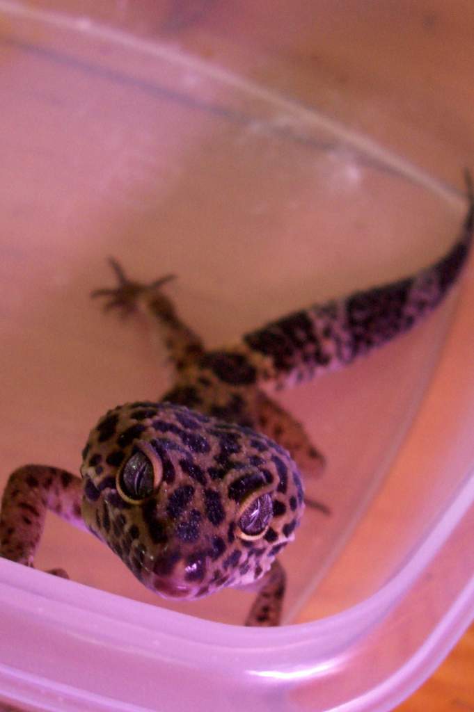 Indi close up in feed bin