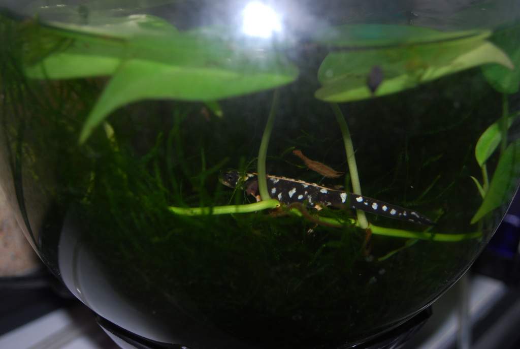 Iranian newt