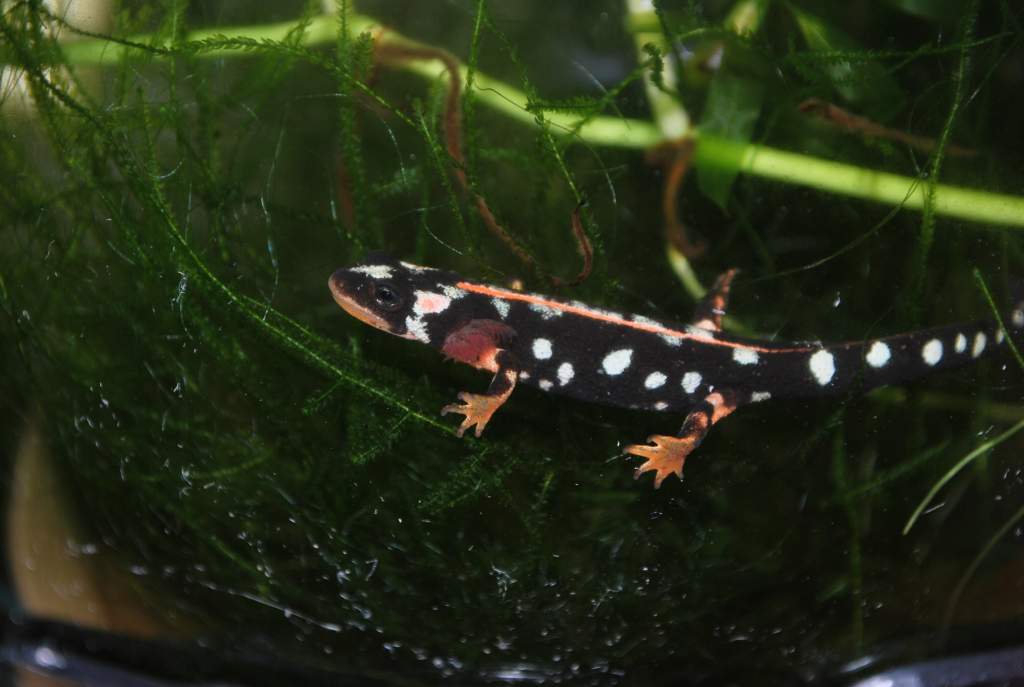 Iranian newt