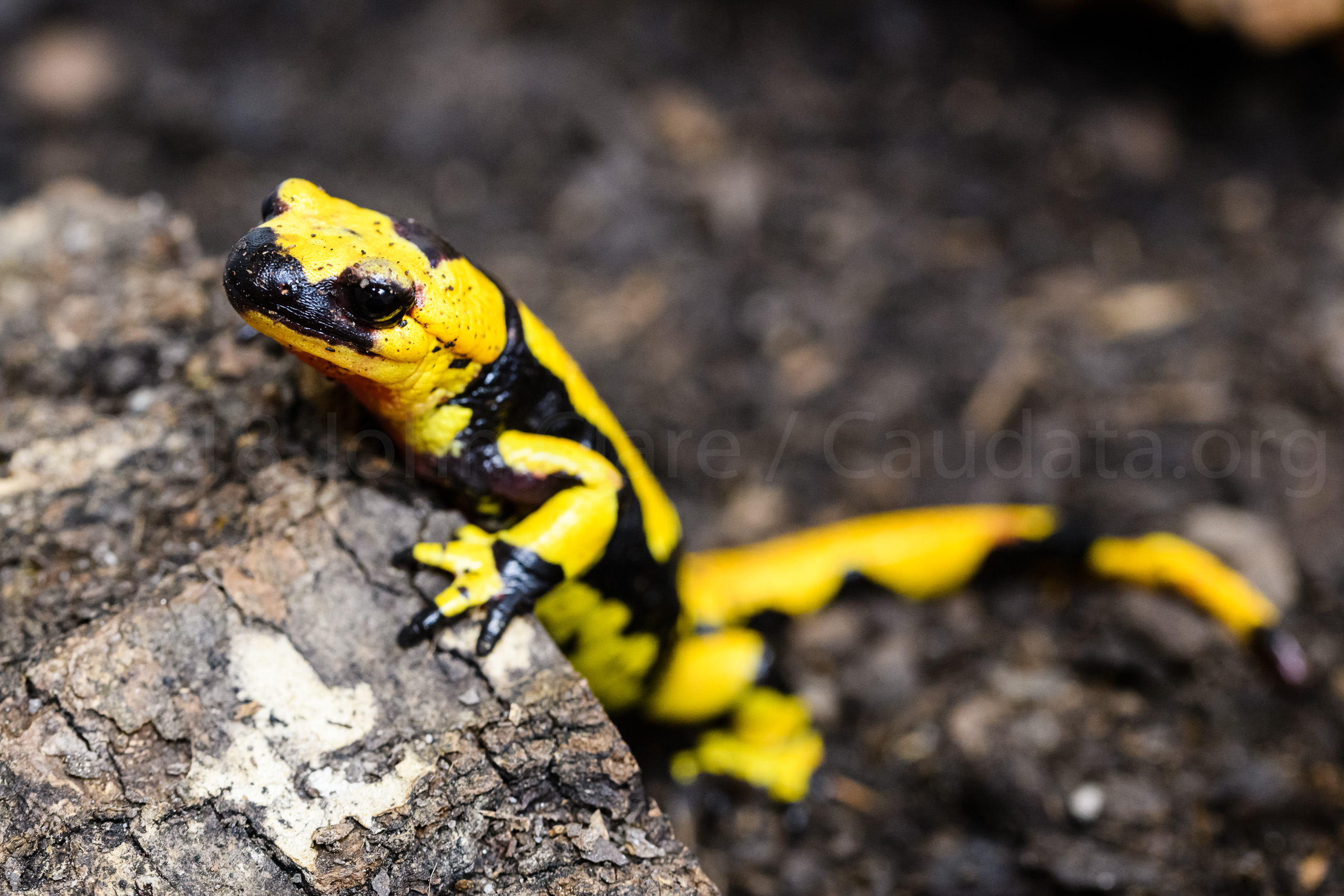 Italian Fire Salamander, Salamandra salamandra gigliolii. Adult male.