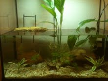 Its a 30 gallon tank with all live plants and a filter in the back currently it is housing one female Pachytriton labiatus.