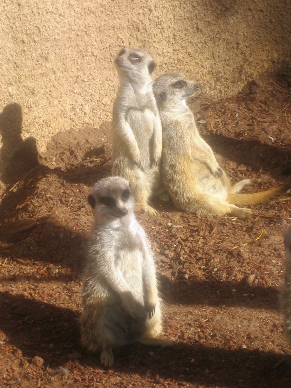 It's been a long day for one of these meerkats.