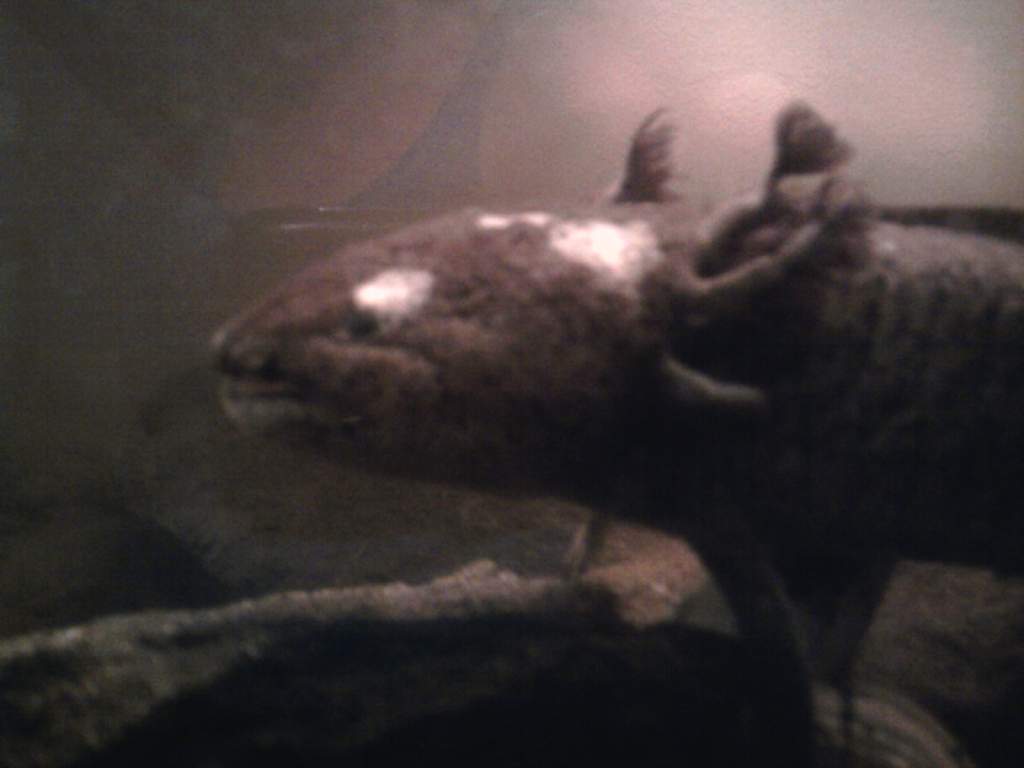 Itzy, my male axolotl.