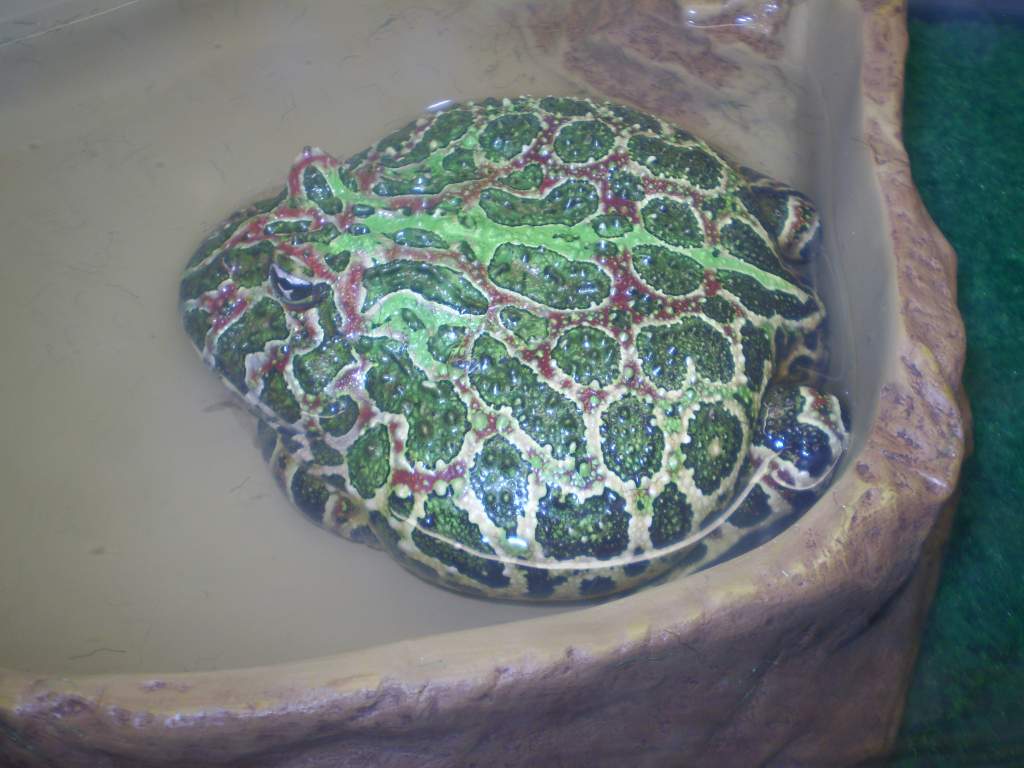 Jabba - an ornate horned frog and this pic does not do his beautiful coloring any justice.