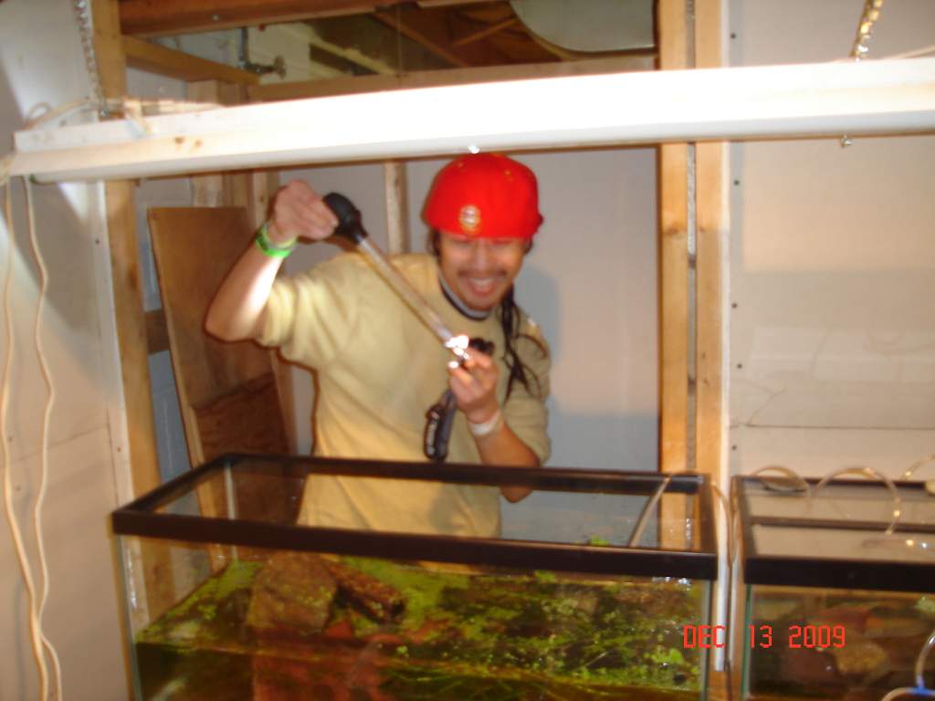 James finding kaiseri eggs in my tank 091213