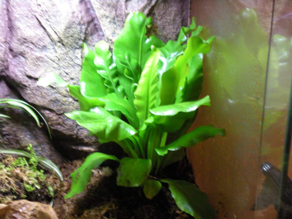 Japanese Birds Nest Fern in the corner