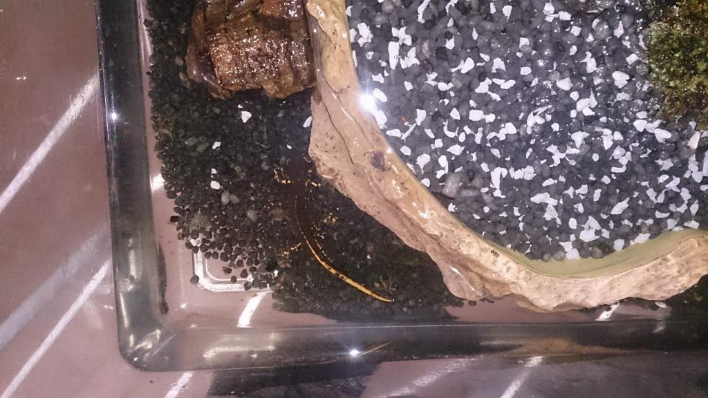 Japanese fire bellied newts