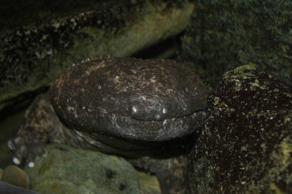 Japanese giant salamander at Detroit Zoo (2007? Calender winner)