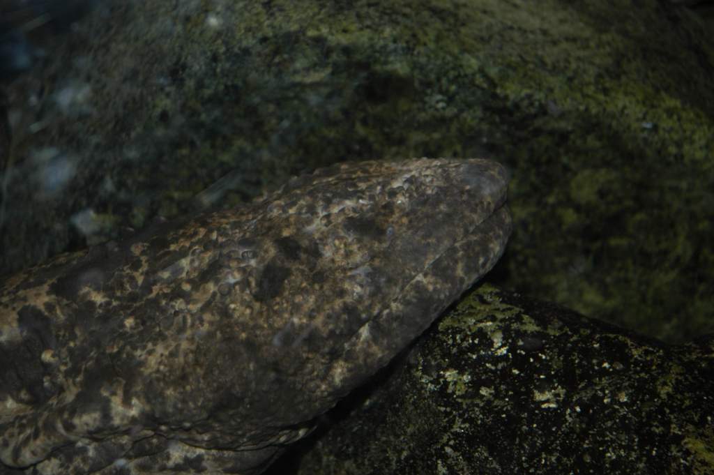 Japanese giant salamander at Detroit Zoo