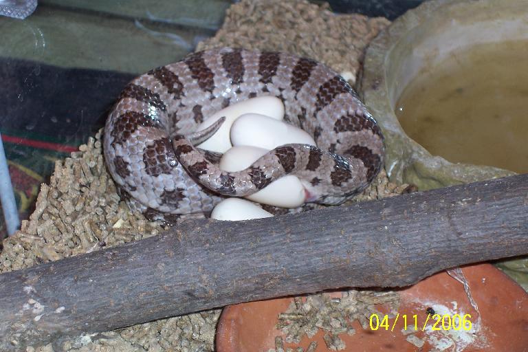 Jasmine laying eggs