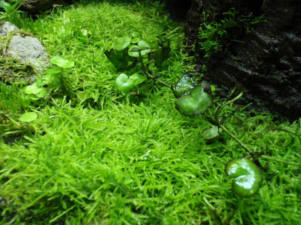 Java Moss