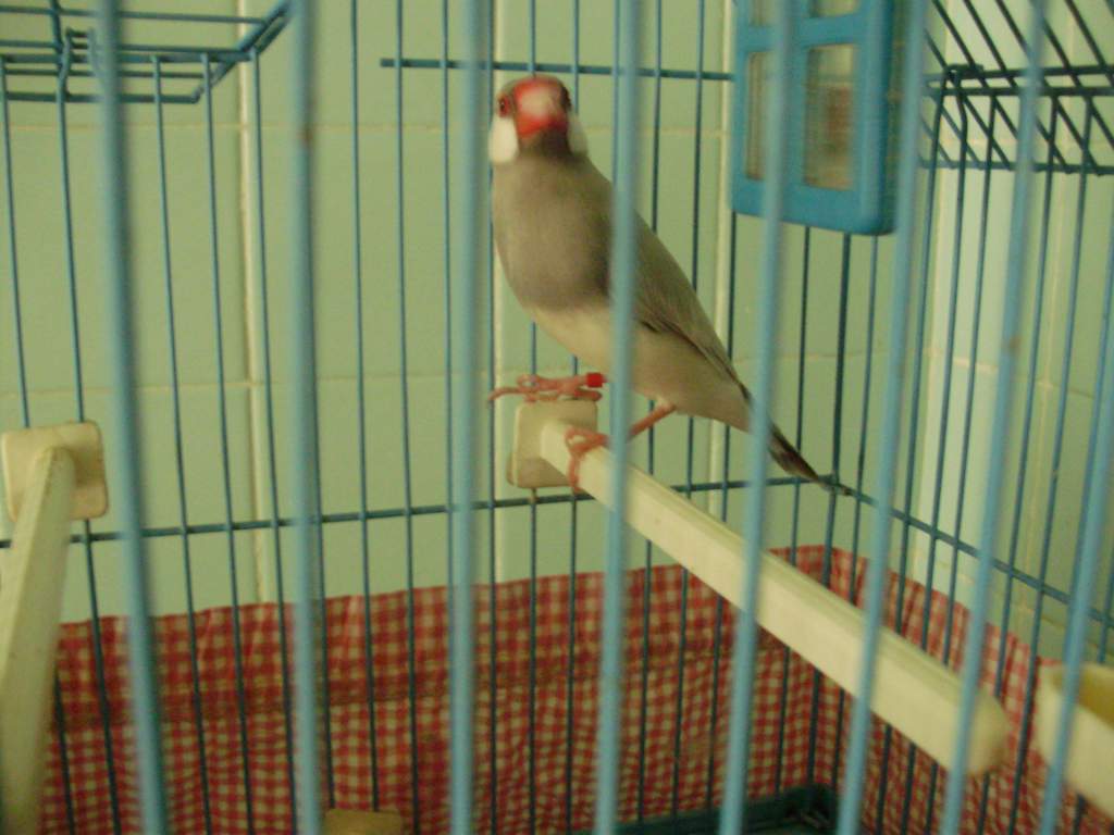 Java sparrow