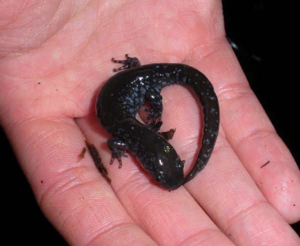 Jaymes's very first blue-spotted sal, Ambystoma laterale.