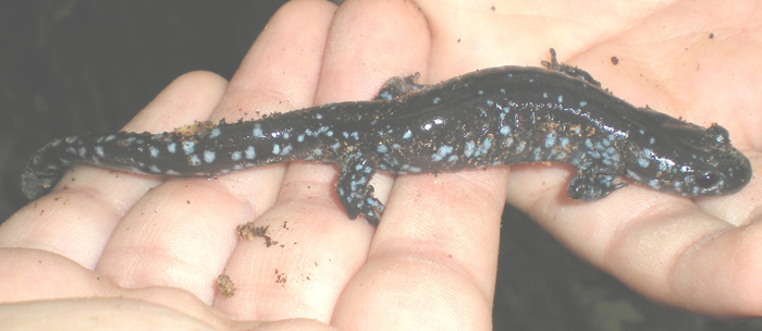 Jefferson   Ambystoma laterale