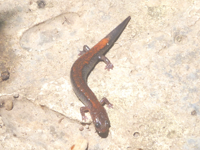 Jefferson   Plethodon cinereus