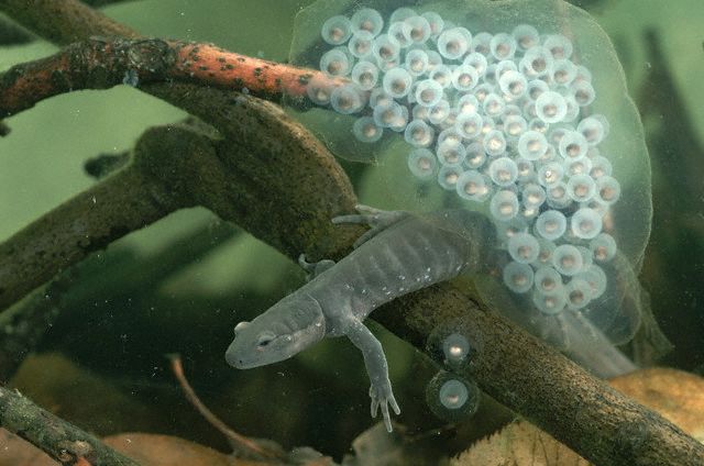 Jefferson Salamander with Eggs