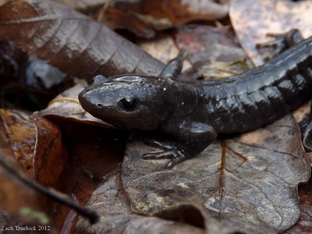 Jefferson's Salamander (Ambystoma jeffersonianum)