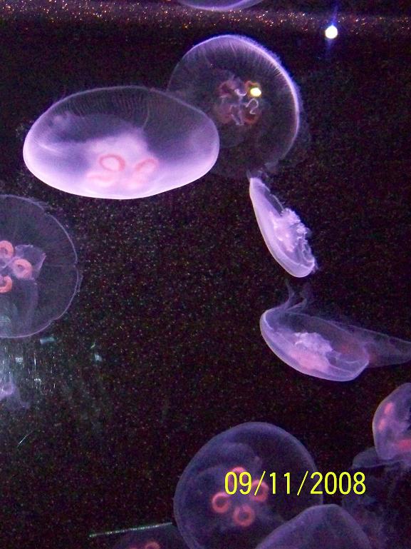 Jellyfish