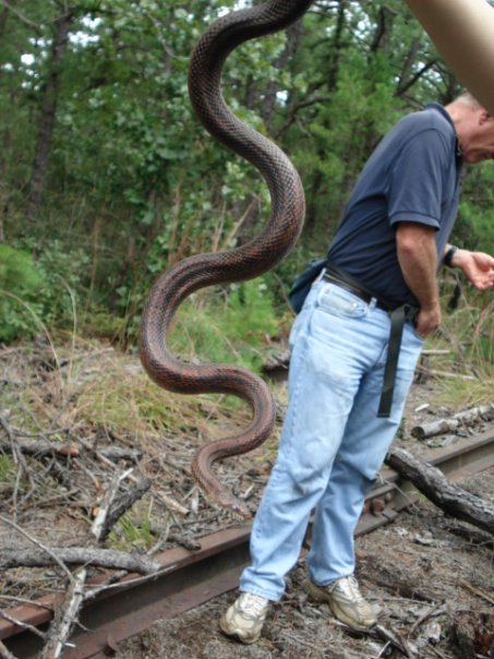 Jersey Corn Snake- Pine Barrens, NJ