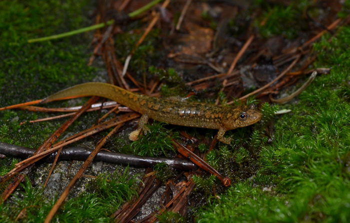 Jesse Bailey   Desmognathus conanti photo 2