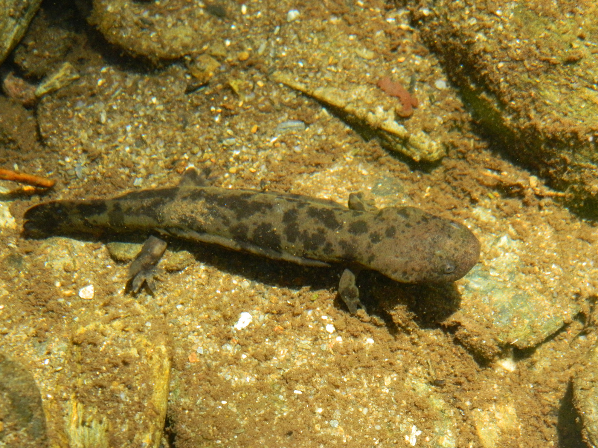 JessKB - juvenile hellbender - Cryptobranchus alleganiensis